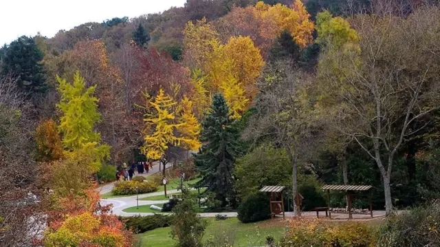 Türkiye ranks first in Europe, fourth globally in forest area increase