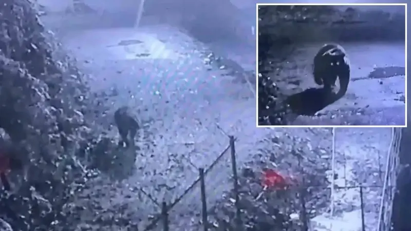 Herkes peşine düştü! Avcılar bile yakalayamadı: Rize'nin kabusu böyle görüntülendi