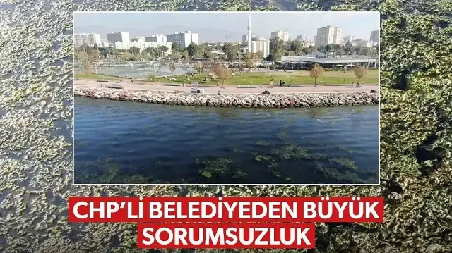 CHP'li İzmir Belediyesi'nin arıtılmamış suyu denize akıtması felakete neden oldu: 'Her yeri deniz marulu kapladı körfez kirliliği çok yüksek'