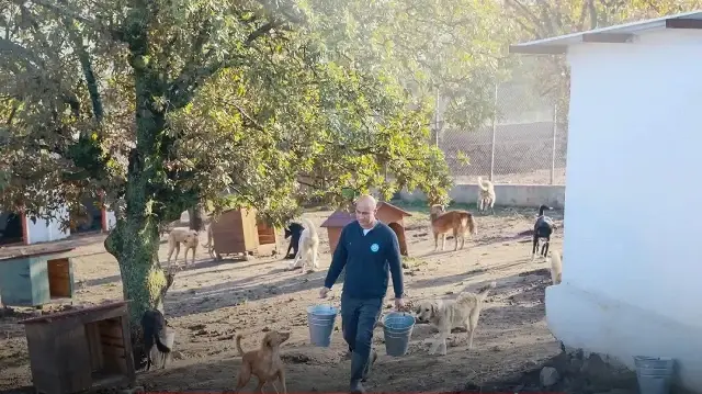 Barınaktan sahiplendi bakamayınca sokağa attı: 2 köpeği terk eden kadına 172 bin 716 lira ceza kesildi