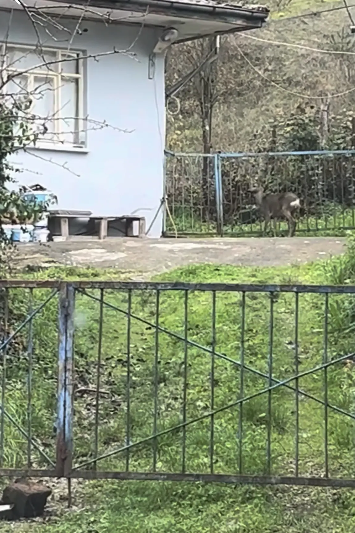 Öğrenci servisinin önünden gidip korkuluklardan atlayan karaca kamerada