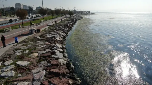 İzmir'de Bostanlı sahilini 'deniz marulu' kapladı: Uzman isim 'kirliliğin açık göstergesi' diyerek anlattı