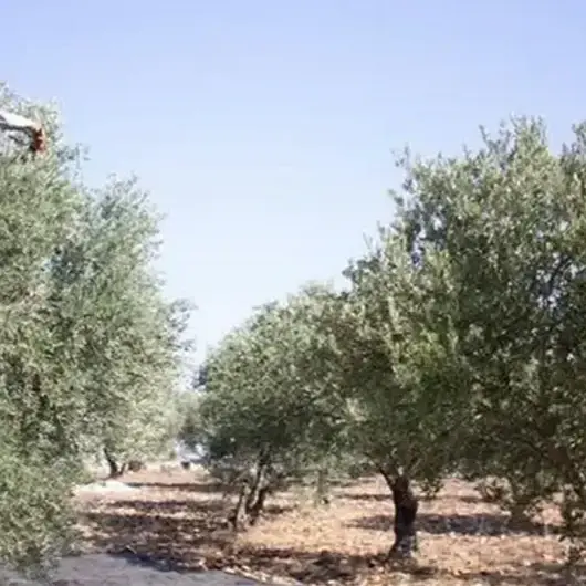 تقرير رسمي يوثق استهداف أشجار الزيتون في الضفة الغربية
