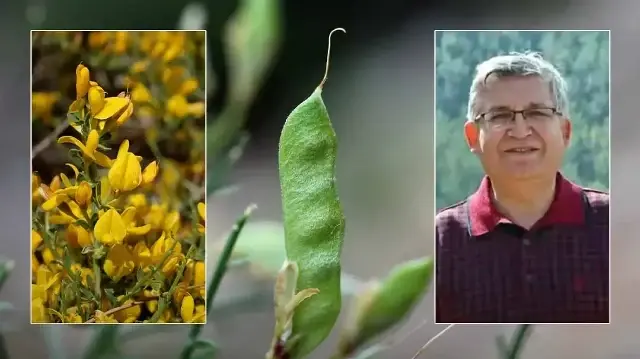 Baklagiller ailesinden yeni bitki türü keşfetti: Literatürde hiç olmadığı fark edilen Ermenek borcağı binbir derde deva çıktı