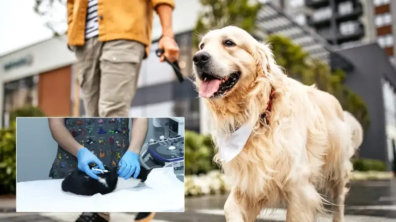 Kayıp hayvanlar çiple bulunabiliyor