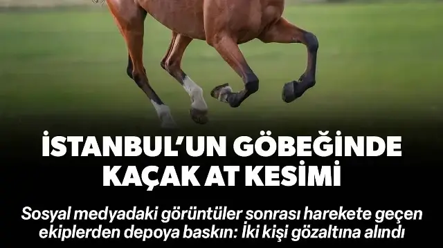 İstanbul'un göbeğinde kaçak at kesimi ortaya çıktı: İki gözaltı