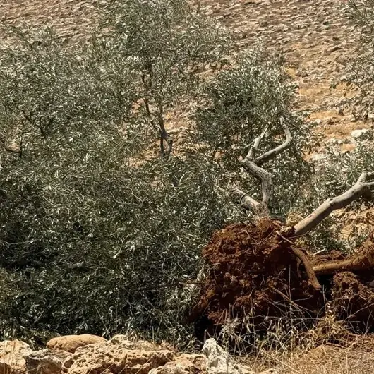 الضفة.. الاحتلال الإسرائيلي يواصل اقتلاع مئات الأشجار شمال شرق رام الله