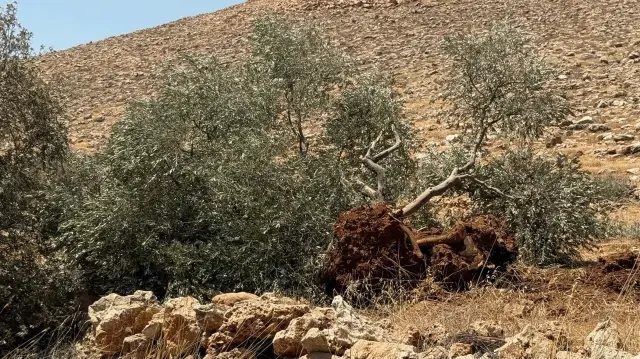 الضفة.. الاحتلال الإسرائيلي يواصل اقتلاع مئات الأشجار شمال شرق رام الله