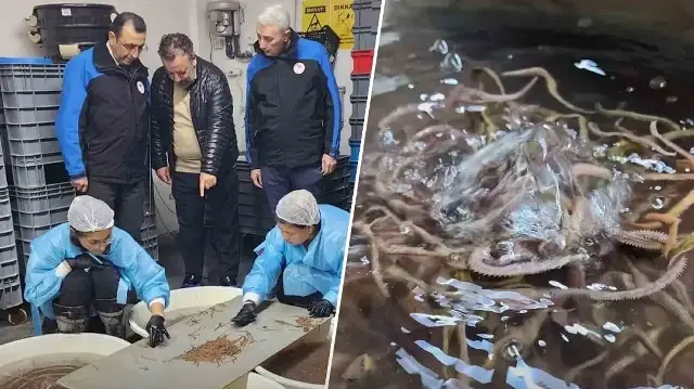 Türkiye'de tek: Çanakkale'de 10 yıllık AR-GE sonucu kuruldu, yıllık 35 ton üretiyorlar