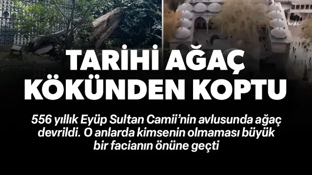 Eyüp Sultan Camii avlusunda ağaç devrildi: Olası facia ucuz atlatıldı