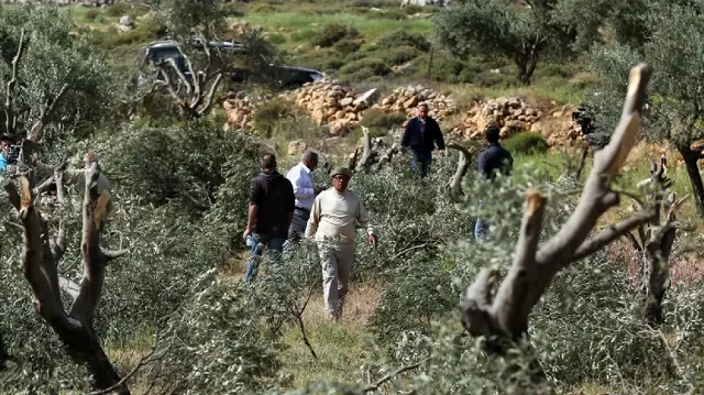 القدس.. مستوطنون إسرائيليون يتلفون 40 شجرة زيتون