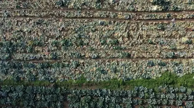 Turşusu da çorbası da şifa: ‘Tarladan 40-50 liraya alınan ürün pazarda 200 lira olunca insan üzülüyor’  