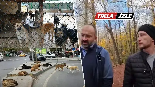 Yazar Taha Kılınç’tan sokak köpekleri çıkışı: 80 milyonluk ülkede 20 milyon köpeğe mi bakacağız?