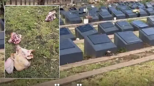 Avustralya'da gerilim tırmanıyor: Sydney kentinde Müslüman mezarlığına domuz kafaları bırakıldı