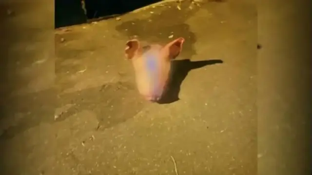 تدنيس مقبرة إسلامية في سيدني بإلقاء رؤوس خنازير بعد هجوم بوندي