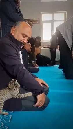 Meet Turkiye’s Meowslim cat