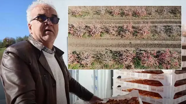 Evde 50, güneşte 500 TL kazandırıyor: 10 katı değere Almanya'ya ihracat yapıyor