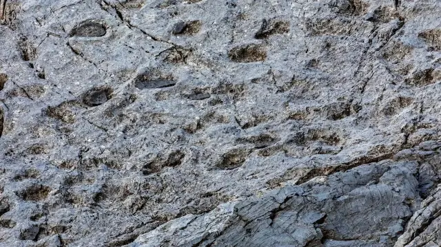 Des chercheurs ont mis au jour en Italie des milliers d’empreintes de dinosaures vieilles de 210 millions d’années, offrant un aperçu inédit de la faune du Trias.