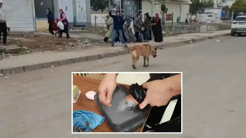 Diyarbakır’da sahipsiz köpek dehşet saçtı
