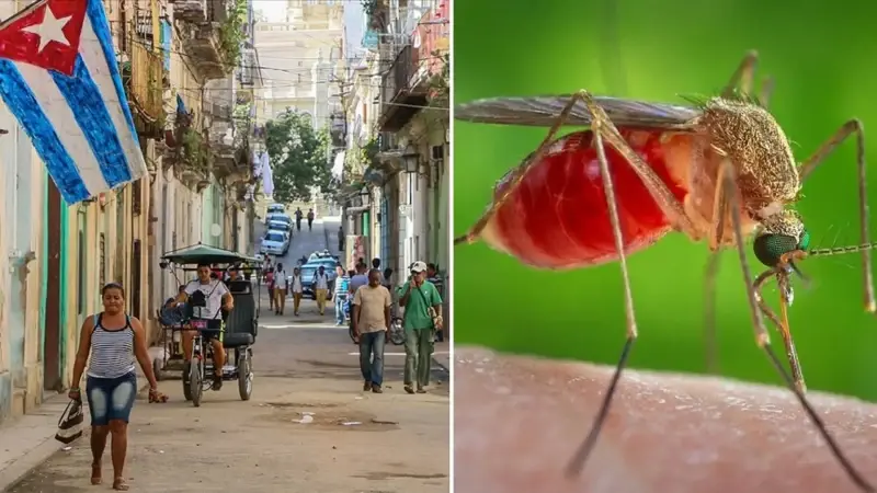 Küba’da sivrisinek alarmı: 33 kişi öldü