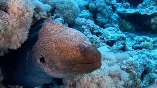 Kızıldeniz'in su altı zenginliği büyülüyor