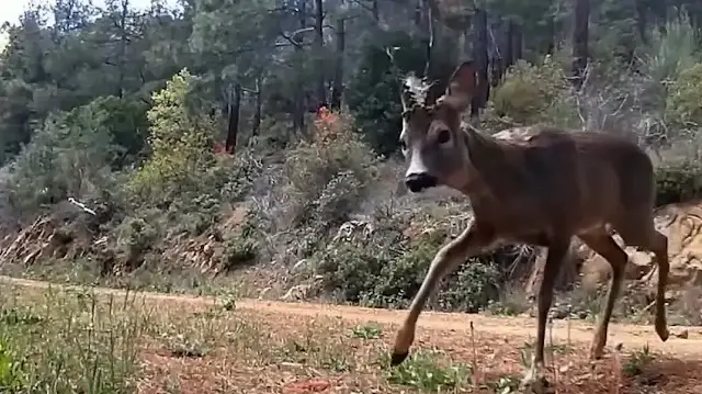 Tekirdağ’da karacalar fotokapanla görüntülendi
