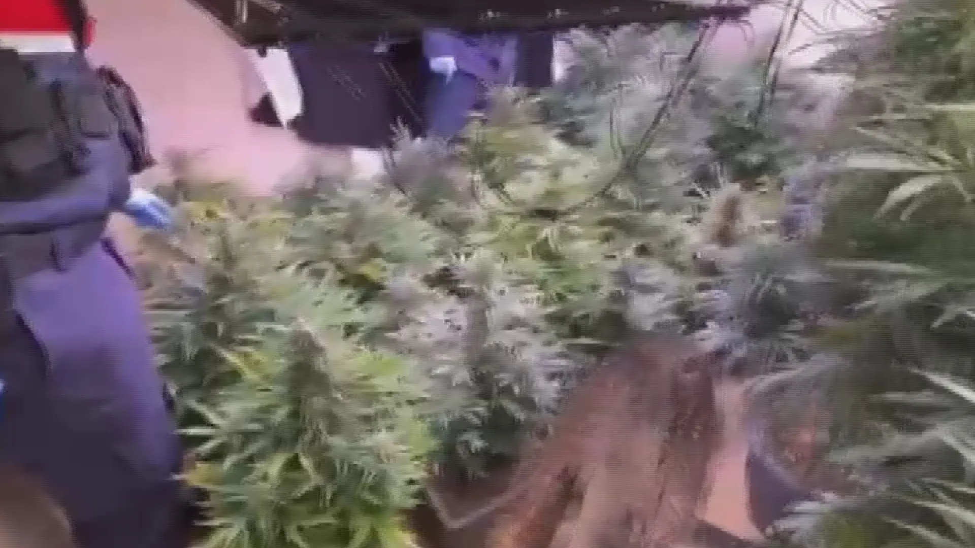 580 gündür aranan şahıs saklandığı evini 'zehir yuvası'na çevirmiş