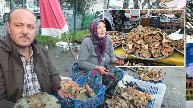 Hem lezzetli hem şifa deposu: Yağmur yağınca dağlardan fışkırdı, kilosu 100 TL'ye düştü