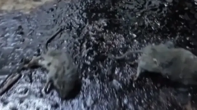 Kilis'te hijyen skandalı: Gıda işletmesinde hamam böcekleri ve ölü fareler bulundu