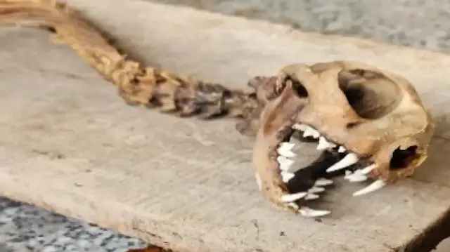 Hangi hayvana ait olduğu bilinmiyor: Artvin'de 55 santim iskelet bulundu