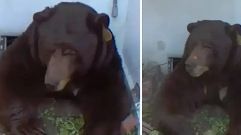 200 kiloluk siyah ayı.