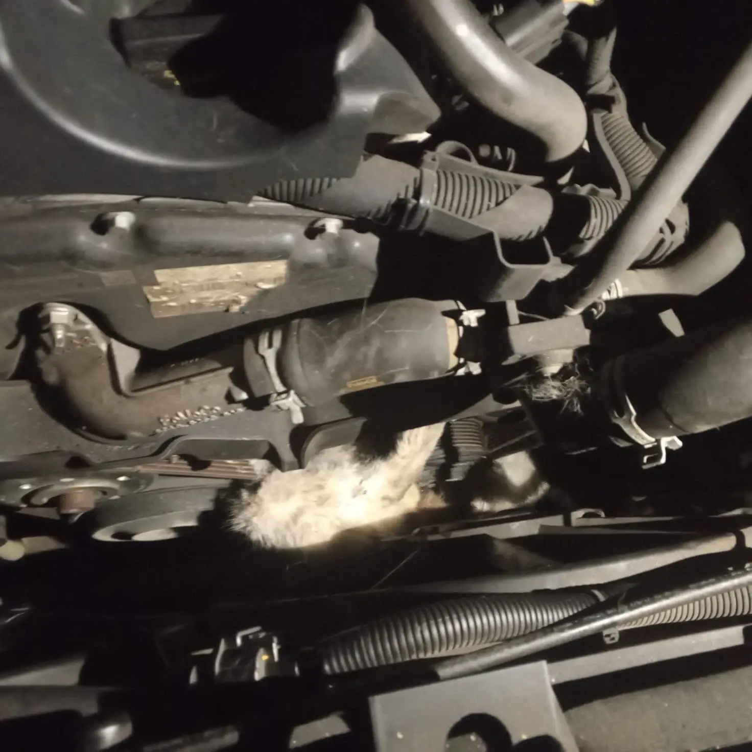 Minibüsün motoruna sıkışan kedi kurtarıldı