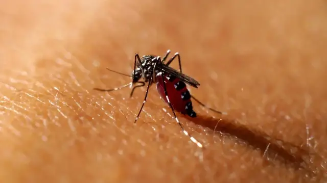 L’OMS salue les progrès contre le paludisme grâce aux vaccins et nouvelles technologies, mais alerte sur les résistances aux traitements qui menacent les acquis.