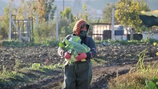 Mevsim normalleri üzerindeki sıcaklık kış sebzelerini erken olgunlaştırdı: Kış sebzeleri bir anda büyüdü piyasada bollaştı