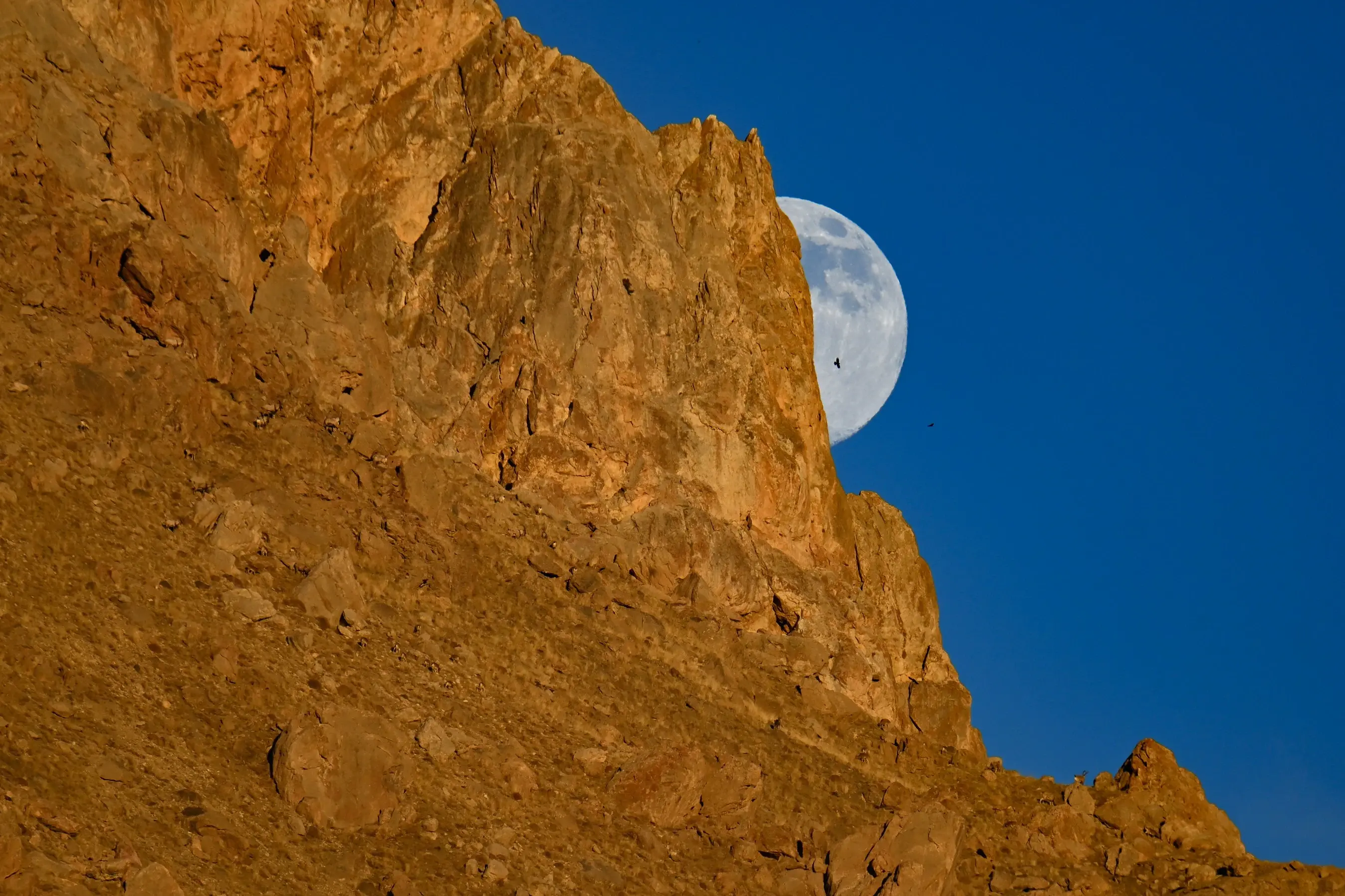 Wild goats silhouette against full moon on Türkiye's Mount Erek