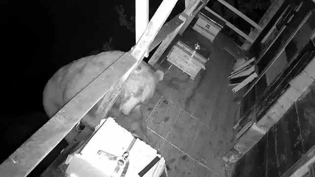 Trabzon'da balkona tırmanıp balı yiyen ayı böyle görüntülendi