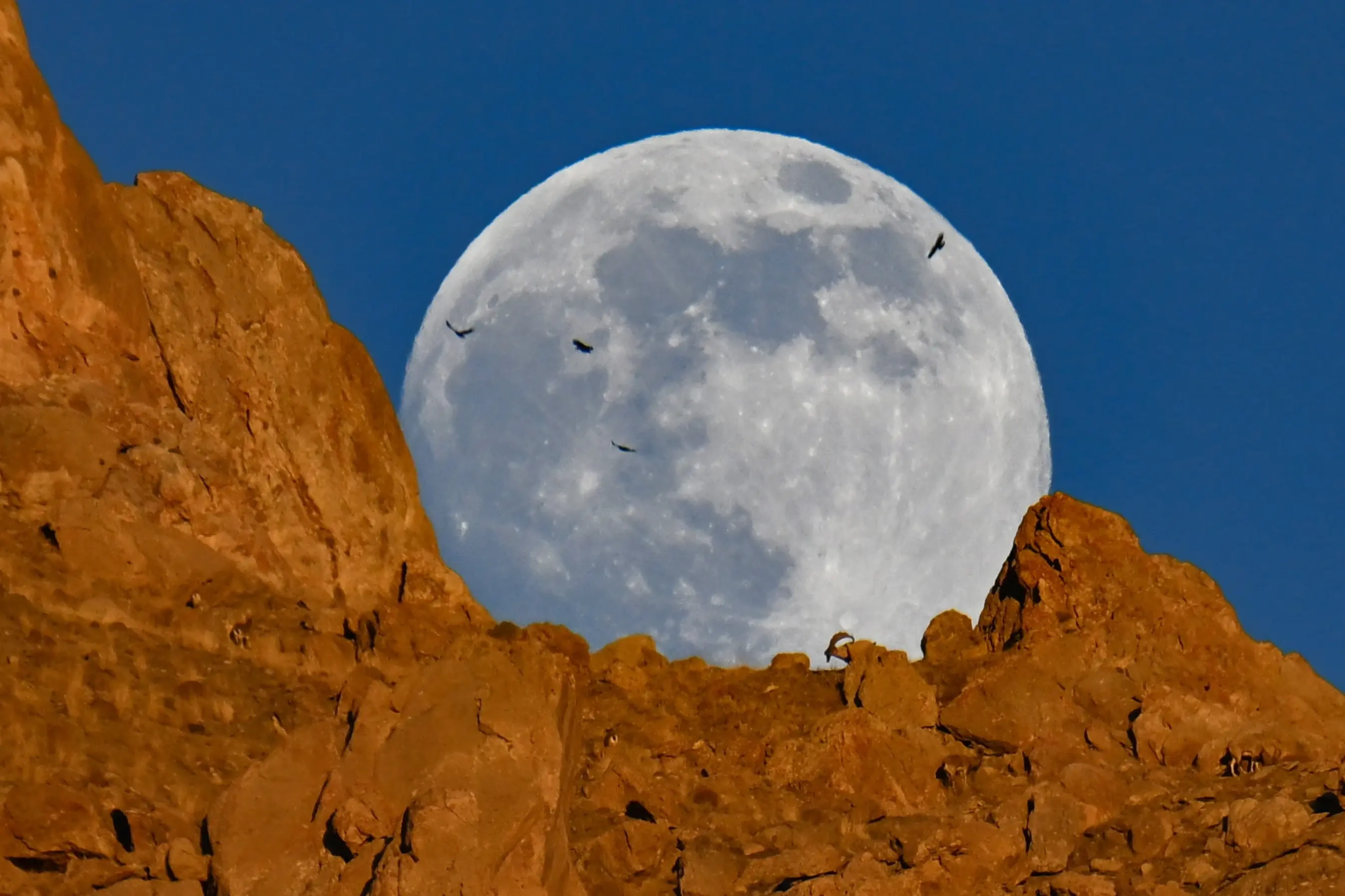 Wild goats silhouette against full moon on Türkiye's Mount Erek