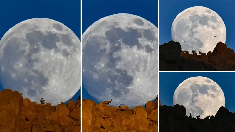 Zirvede büyüleyici manzara: Yaban keçileri dolunay eşliğinde görüntülendi