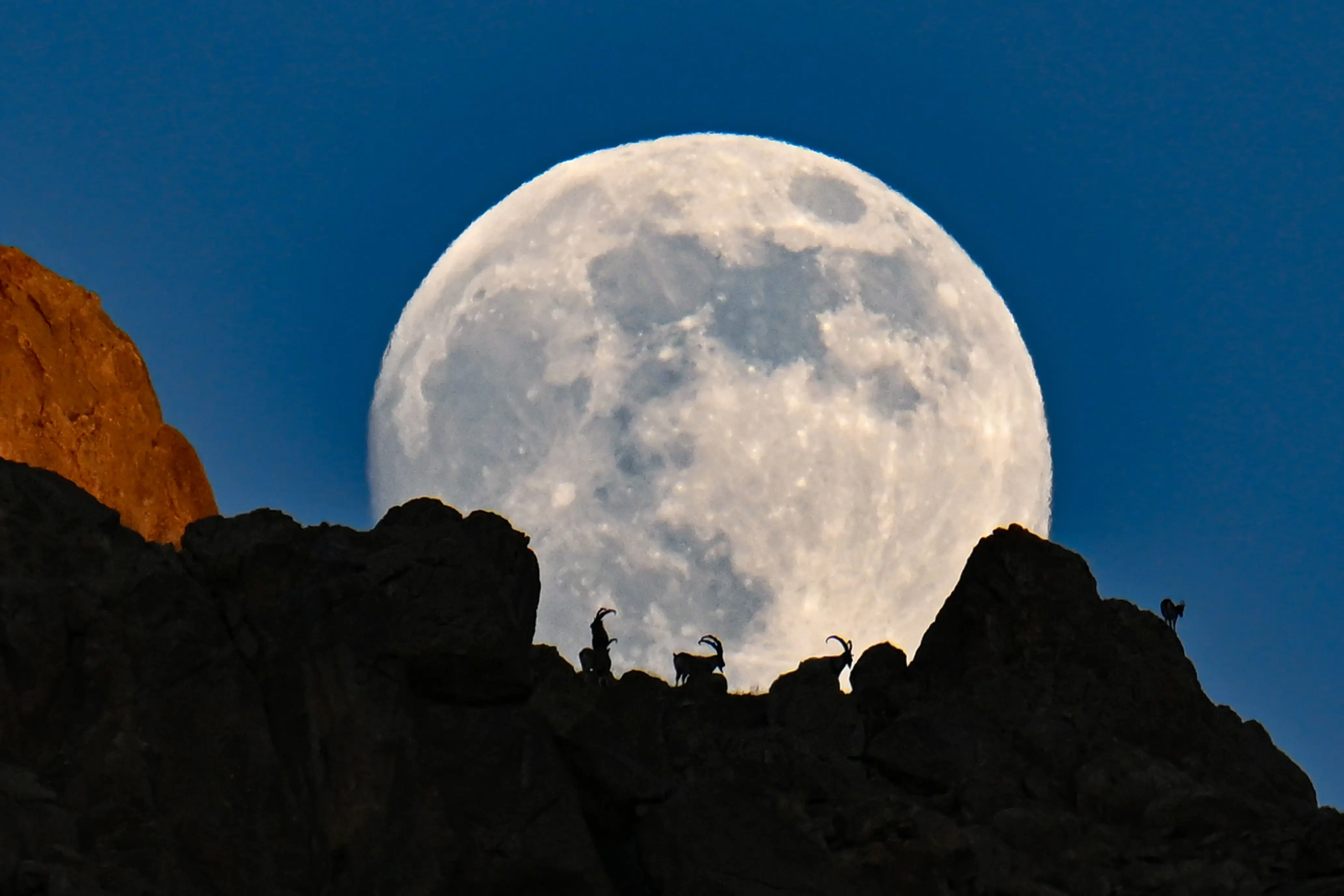 Wild goats silhouette against full moon on Türkiye's Mount Erek