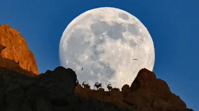 Wild goats silhouette against full moon on Türkiye's Mount Erek