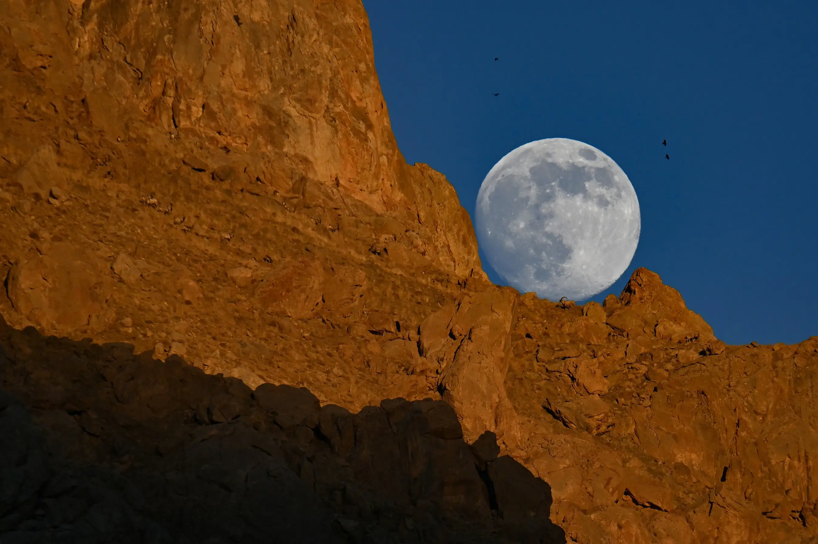Wild goats silhouette against full moon on Türkiye's Mount Erek