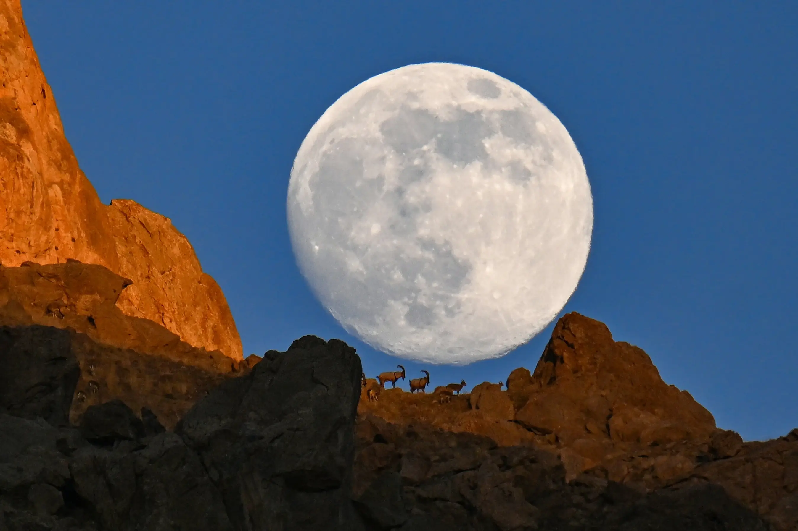 Wild goats silhouette against full moon on Türkiye's Mount Erek