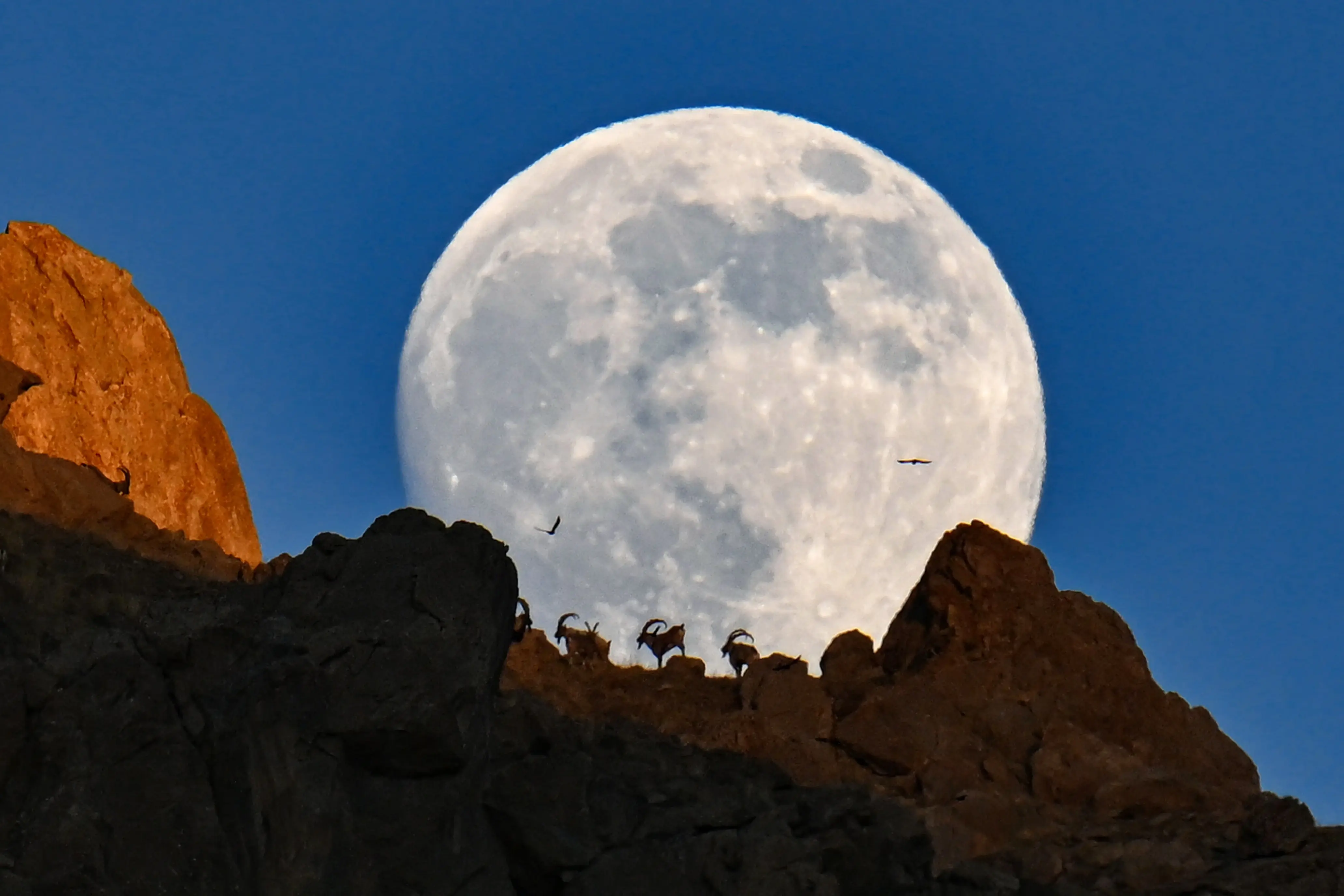 Wild goats silhouette against full moon on Türkiye's Mount Erek