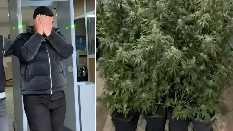 Saksıda kenevir yetiştiren şüpheli tutuklandı