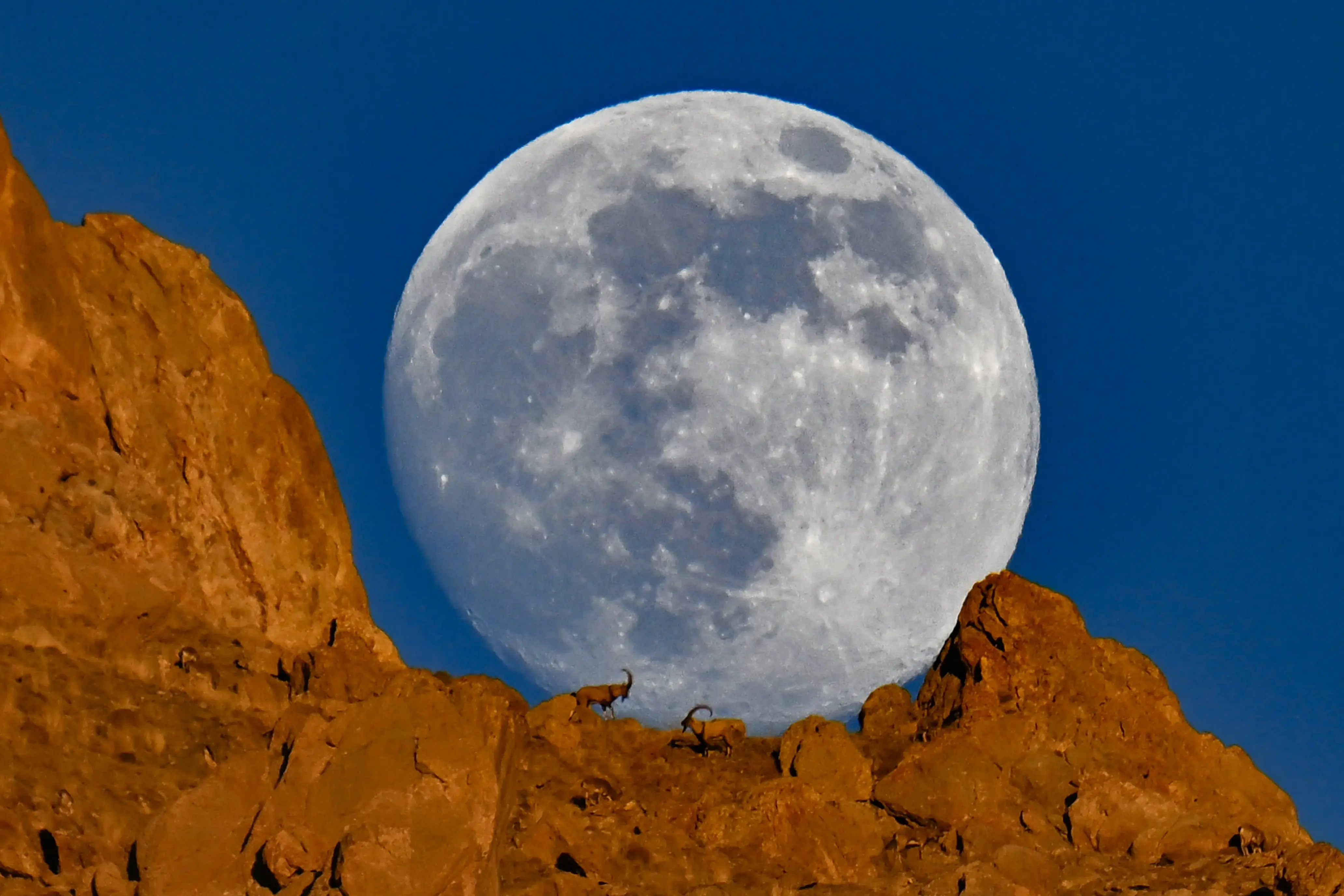 Wild goats silhouette against full moon on Türkiye's Mount Erek