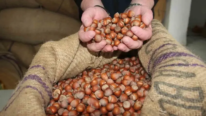 Fındık ihracatı 3 ayda 547 milyon doları aştı