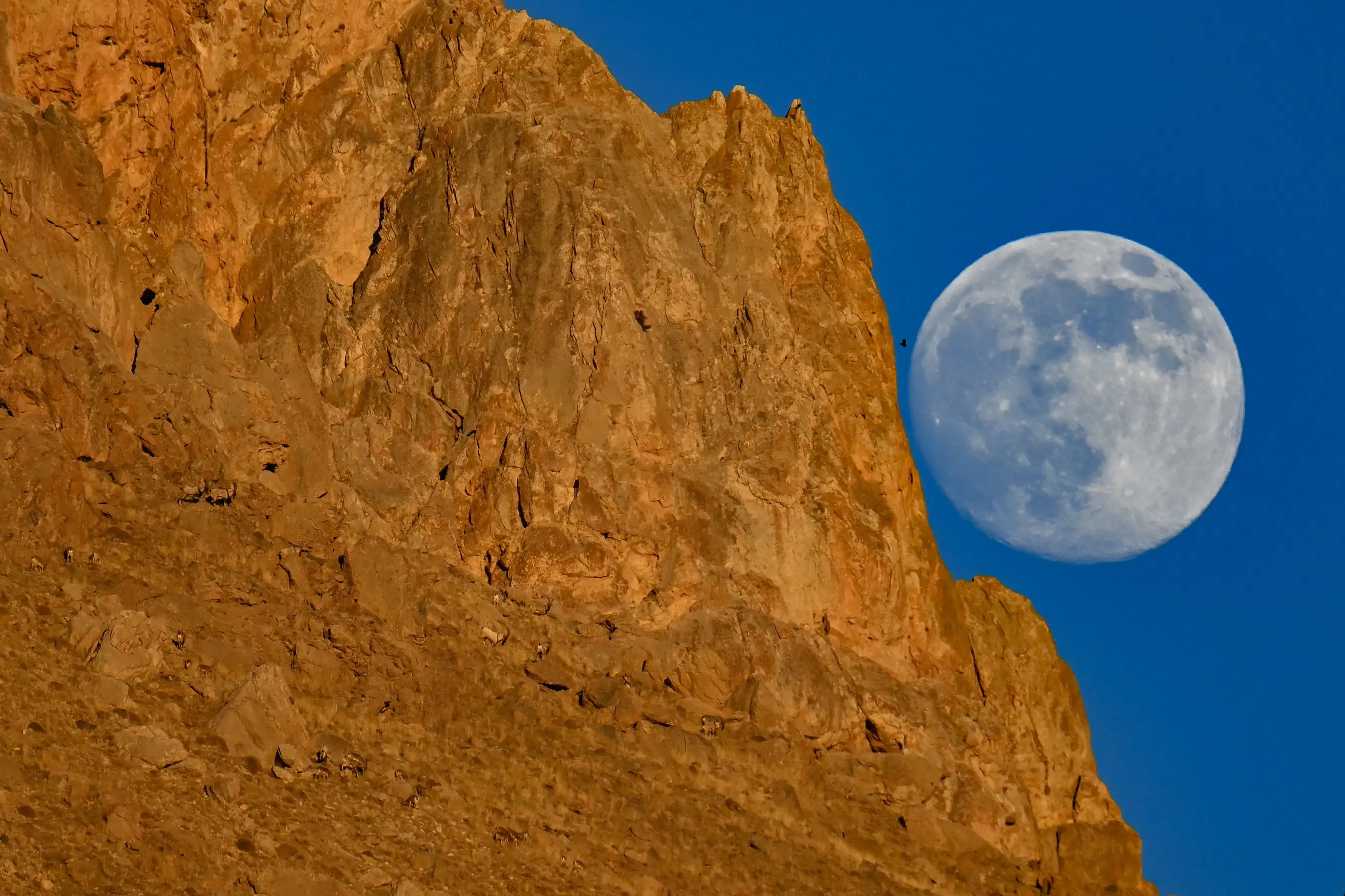 Wild goats silhouette against full moon on Türkiye's Mount Erek