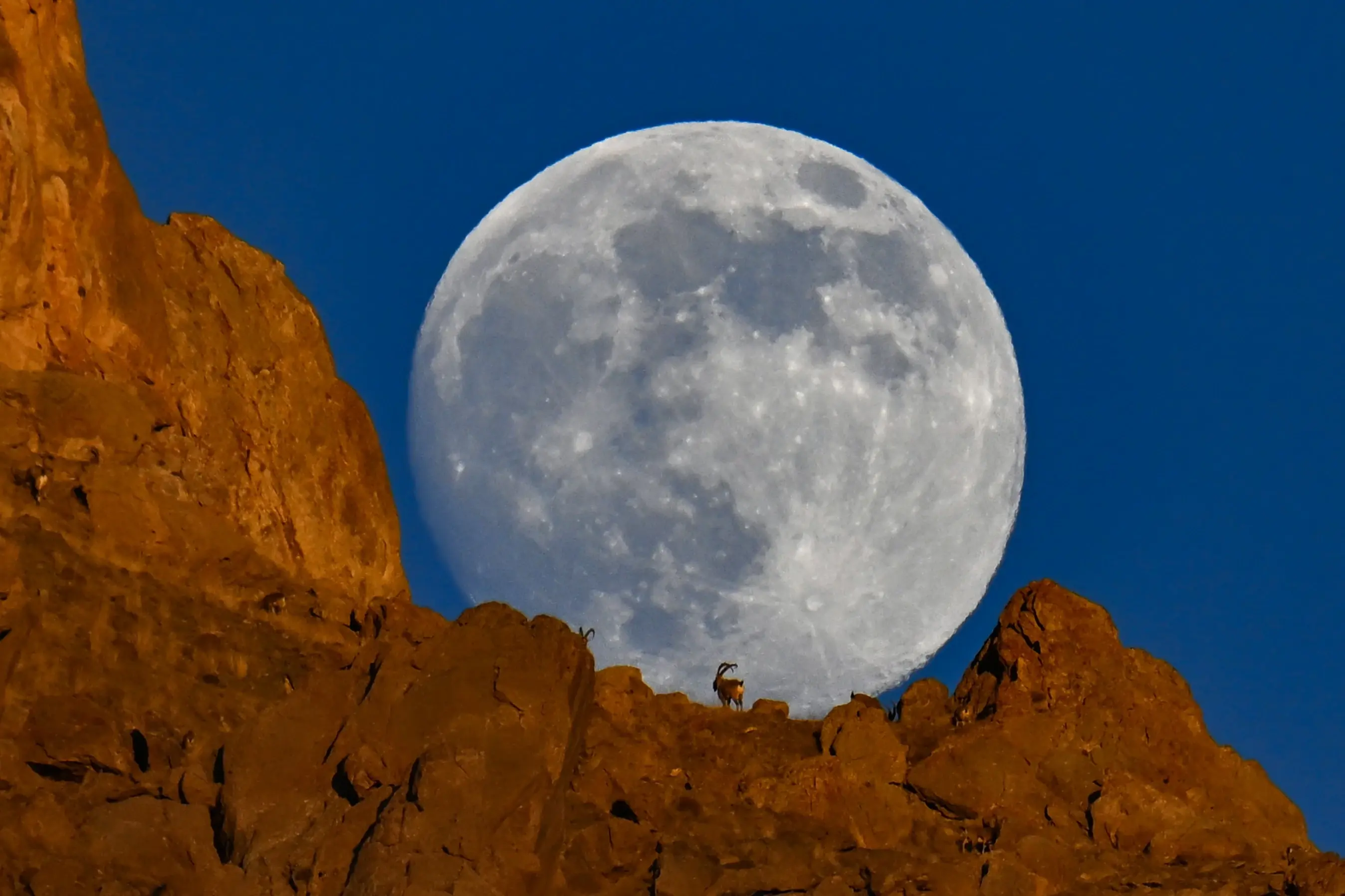 Wild goats silhouette against full moon on Türkiye's Mount Erek