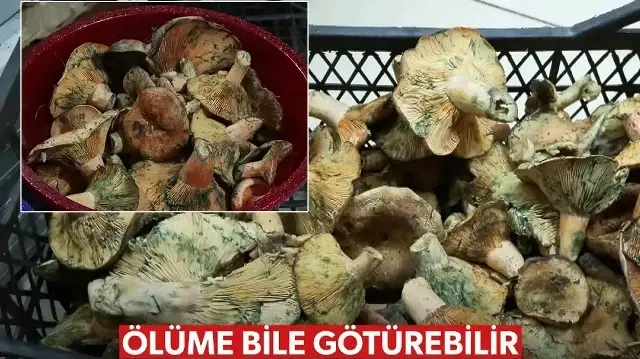 İstanbul'da bir ayda 60 kişi mantar zehirlenmesi nedeniyle hastaneye başvurdu