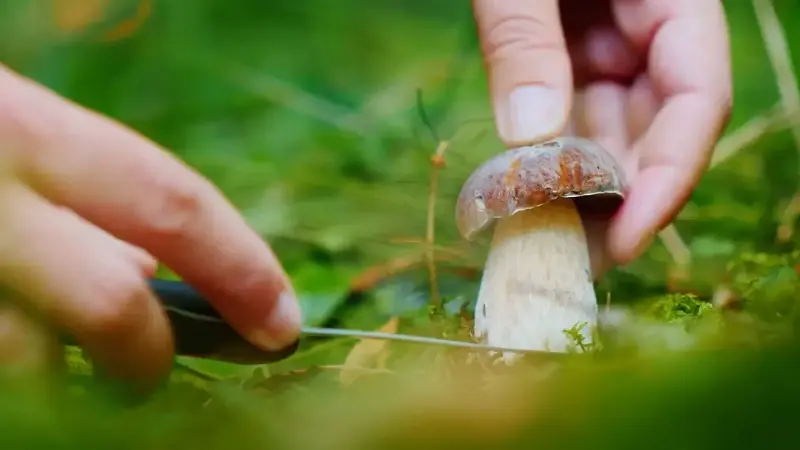 Mantar toplamak için iki kardeşiyle gittiği ormanda kayboldu